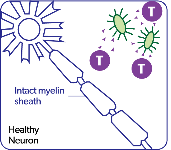 Healthy Neuron